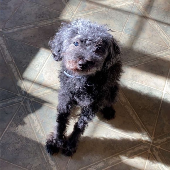 Meet your Posher, Lily - Picture 1 of 1
